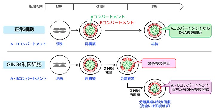 G1期からS期への移行時における核内A・Bコンパートメント形成と、DNA複製制御の関係