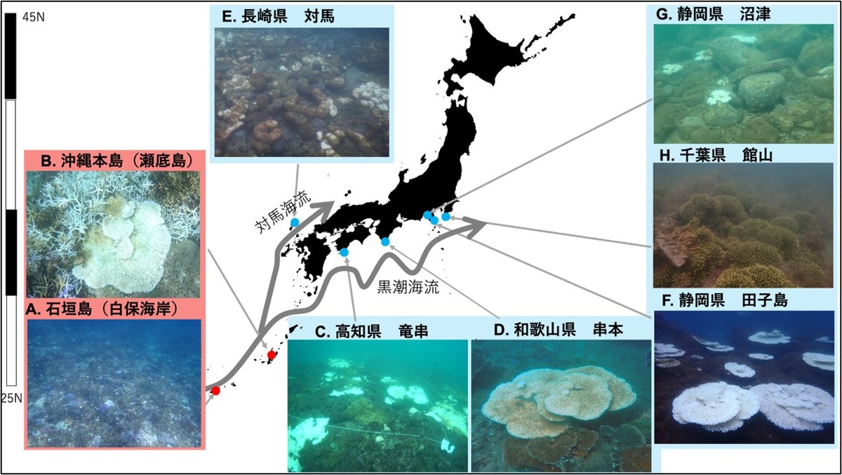 2024年日本列島を襲った海洋熱波は沖縄本島や石垣島のサンゴ礁域に加えて、高知県竜串、和歌山県串本、長崎県対馬、静岡県の田子島および沼津地域で全国的なサンゴの大規模な白化が観測された。