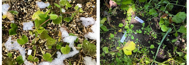 本研究で対象としたワサビ（Eutrema japonicum、左）とハクサンハタザオ（Arabidopsis halleri、右）